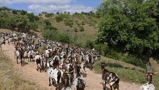 A Walk with the Goats