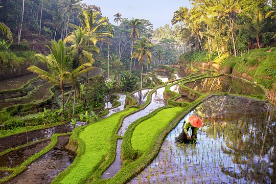 Walking through picturesque rice terraces