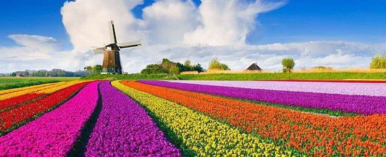 Tulip Time in Holland!