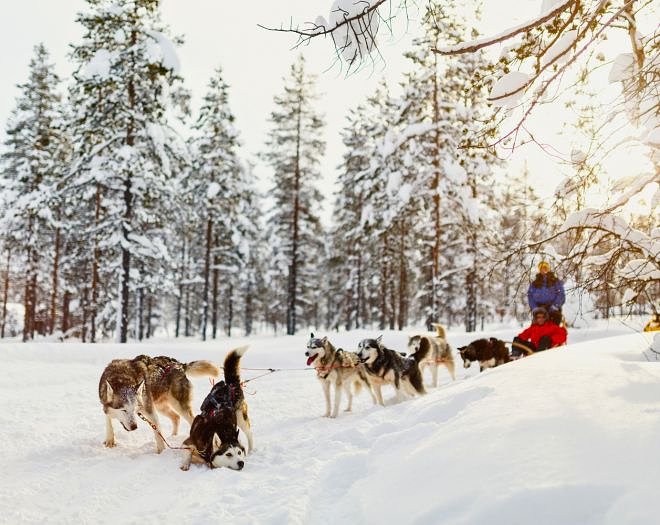 Husky Sleeding