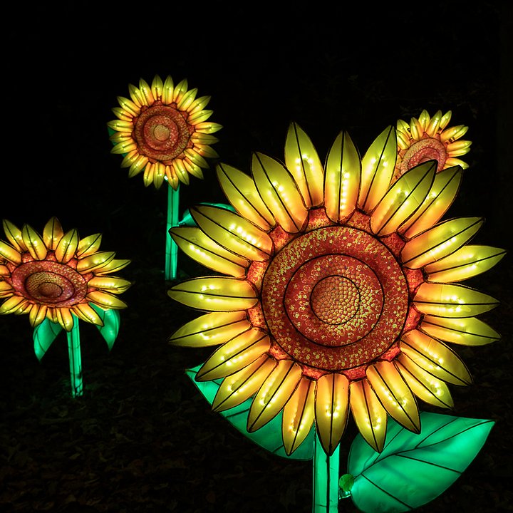 LightopiaFestivalMancSmgalleryimg3