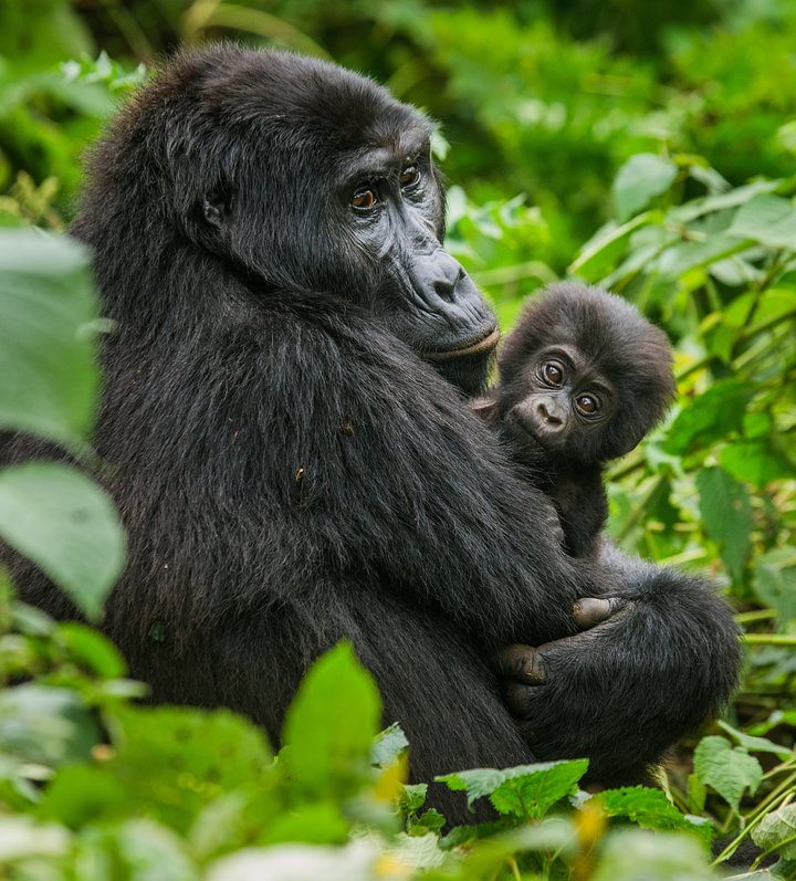 GorillaandBaby