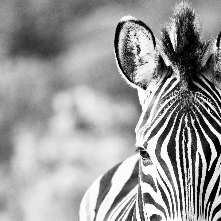 Safari 