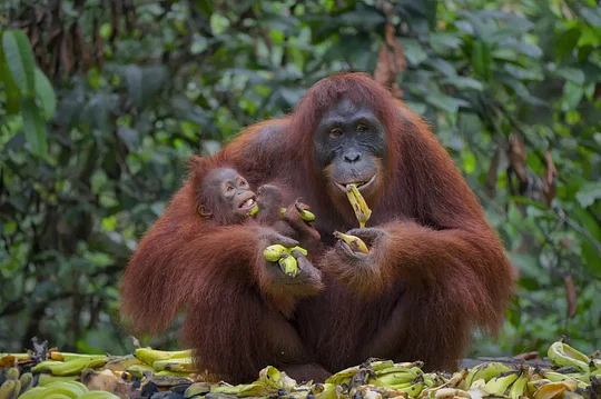 Visit the curious orangutans of Borneo in their native habitat