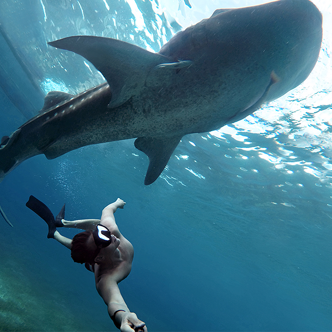 Male-swimming-with-whale-sharks