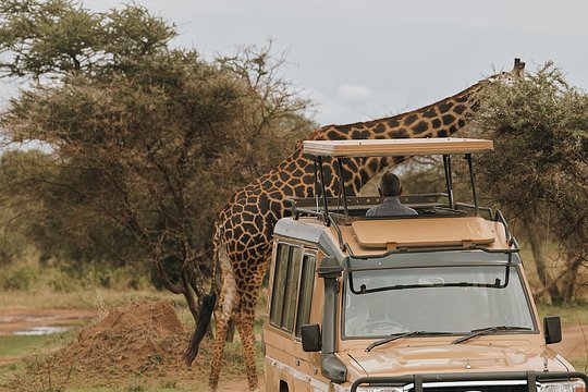 The Natron Journey