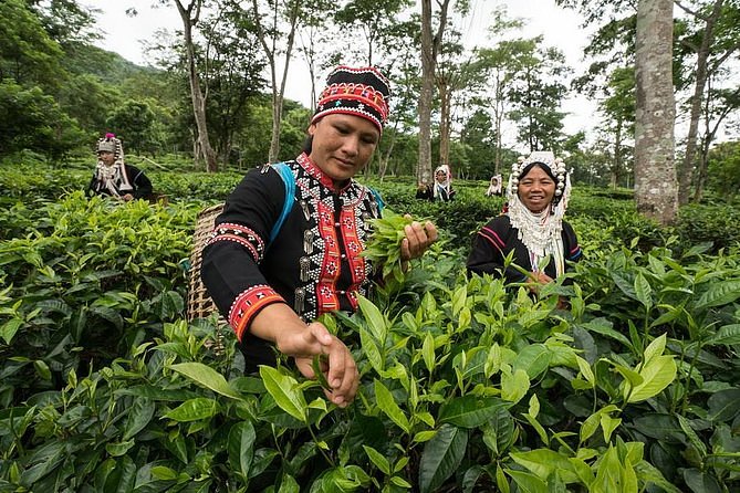 teagarden