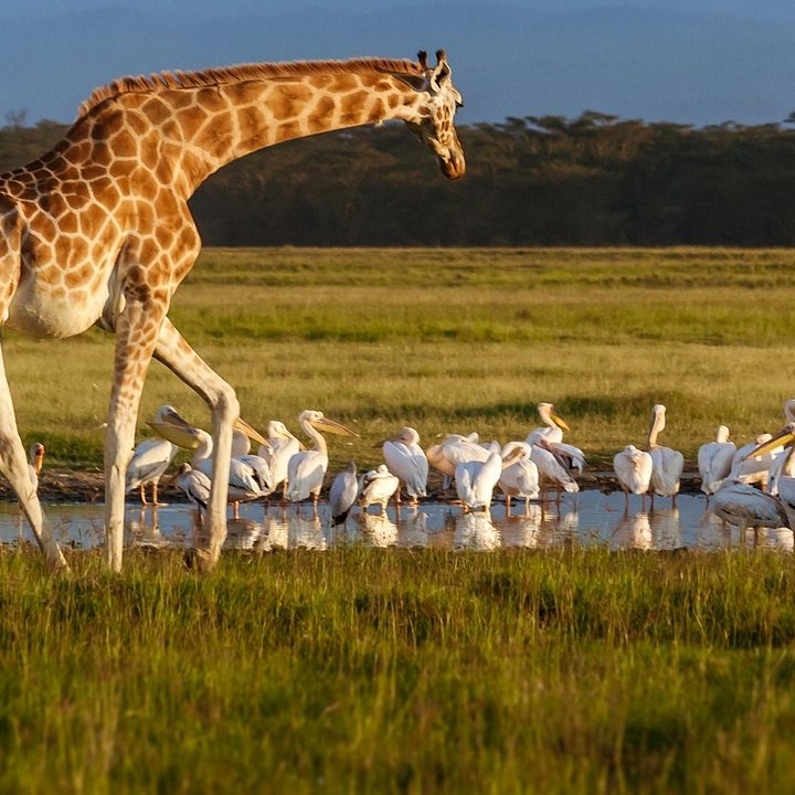 KenyaLakeNakuruNationalPark