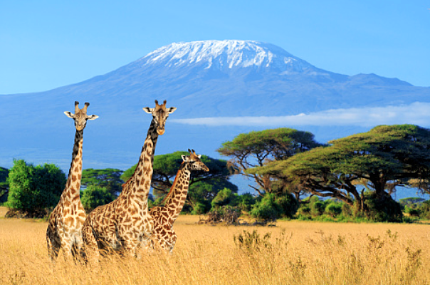 Giraffes