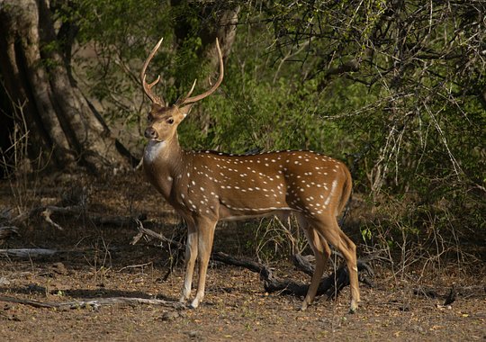 Yala Safari Adventure – 13th July