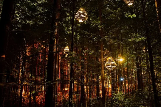 Witness the enchantment of Redwoods Nightlights as lanterns illuminate Rotorua's forest canopy