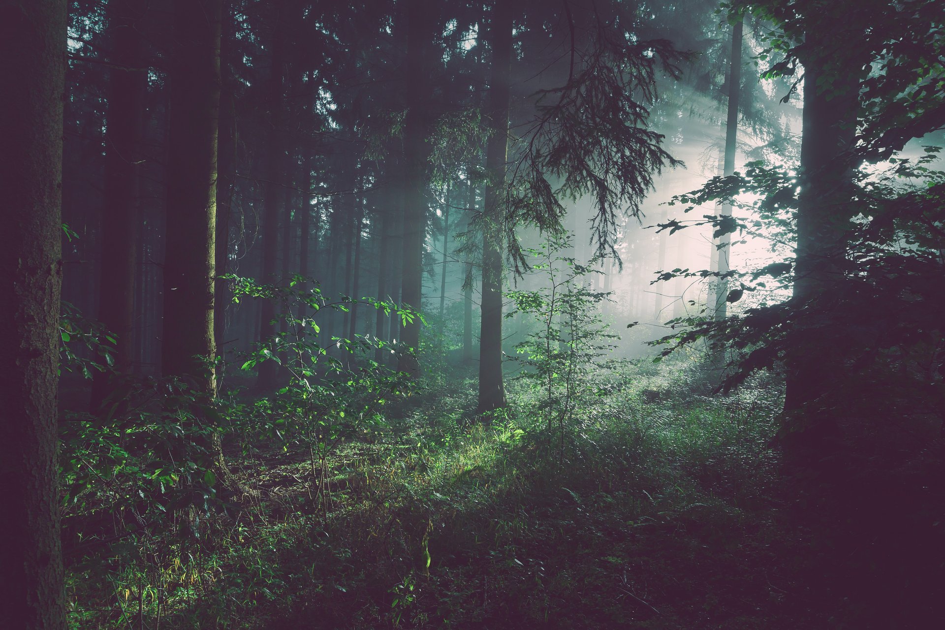A beautiful peaceful meadow by a lovely river surrounded by ancient trees.
