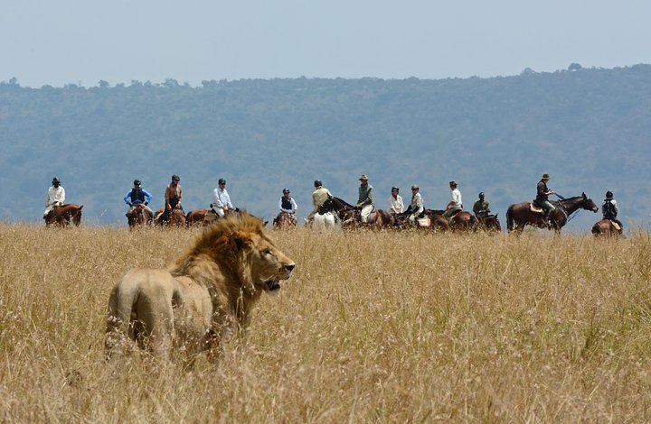 19Lionalertmin