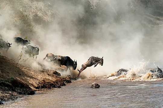 Witness the annual Great Migration of wildebeest