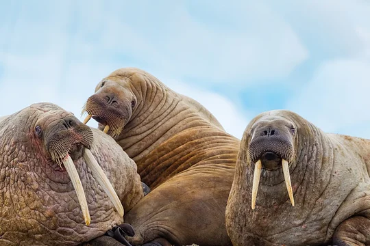 Cruise to a lively walrus colony off the coast of Svalbard