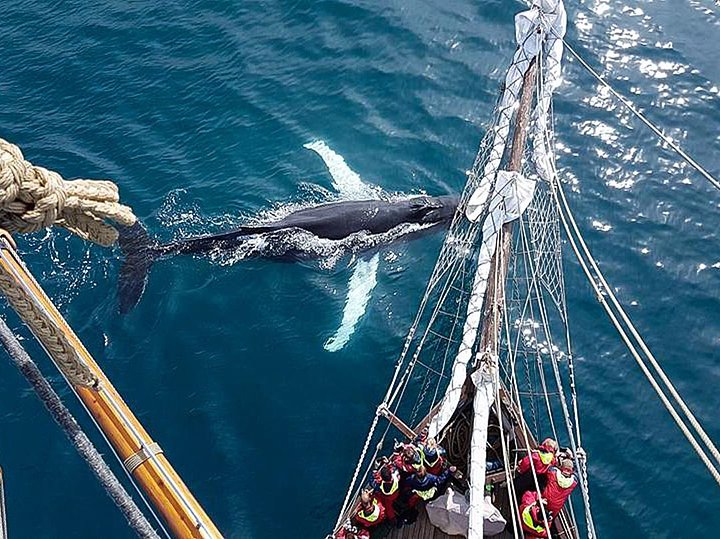 whales
