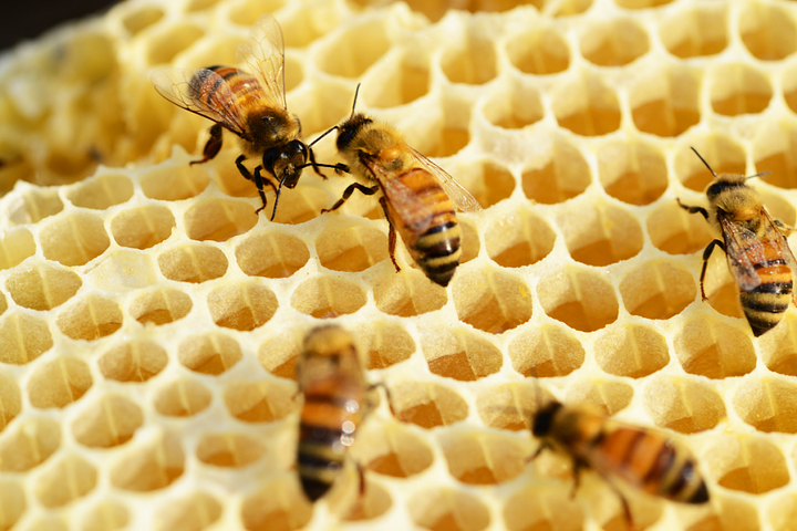 honeybees1024x683