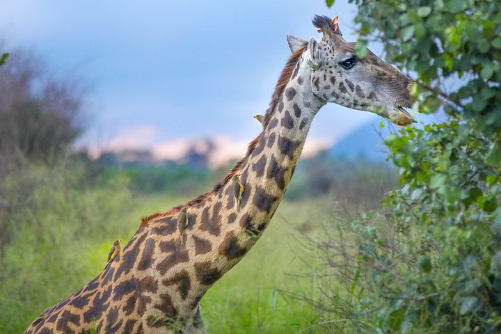 TheresaTaylerSerengeti202220220612at7.17.14PM3