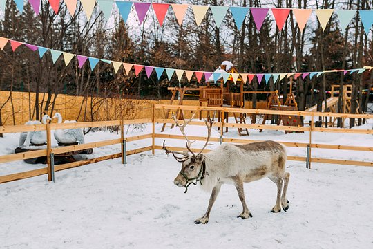 Fauna artica en el Parque Polar