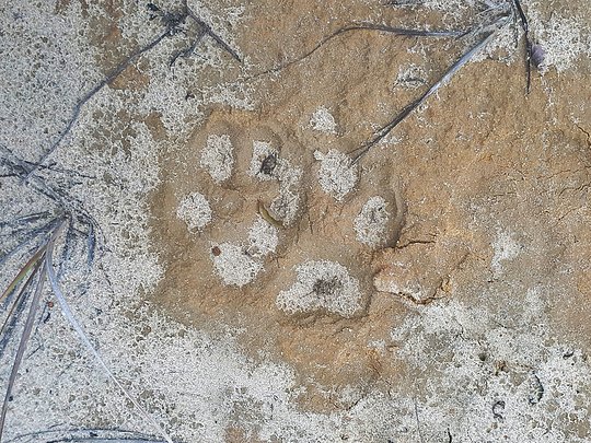 The prints are real wildlife tracks captured in plaster by our team
