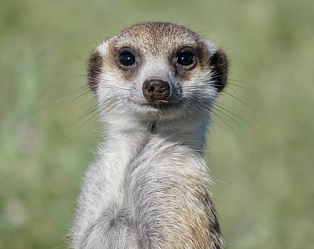 Meet with Meerkats