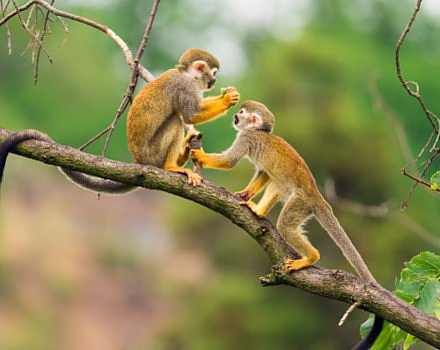 Monkey Sanctuary