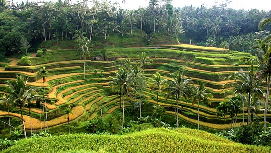 Walk through picturesque rice terraces