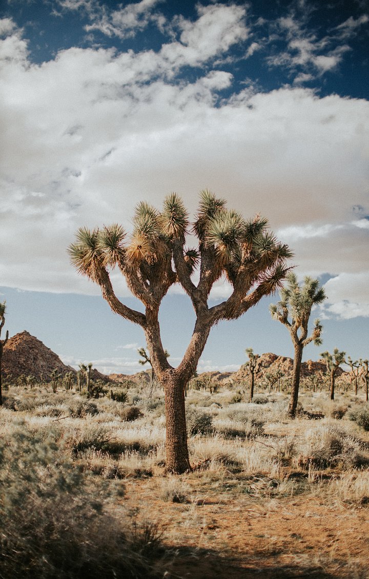 jed-villejo-FgApDEeJvHw-unsplash