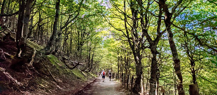 walkingthecaminocrop1