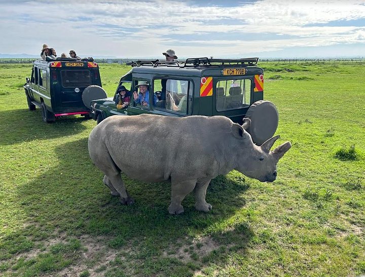 rhino