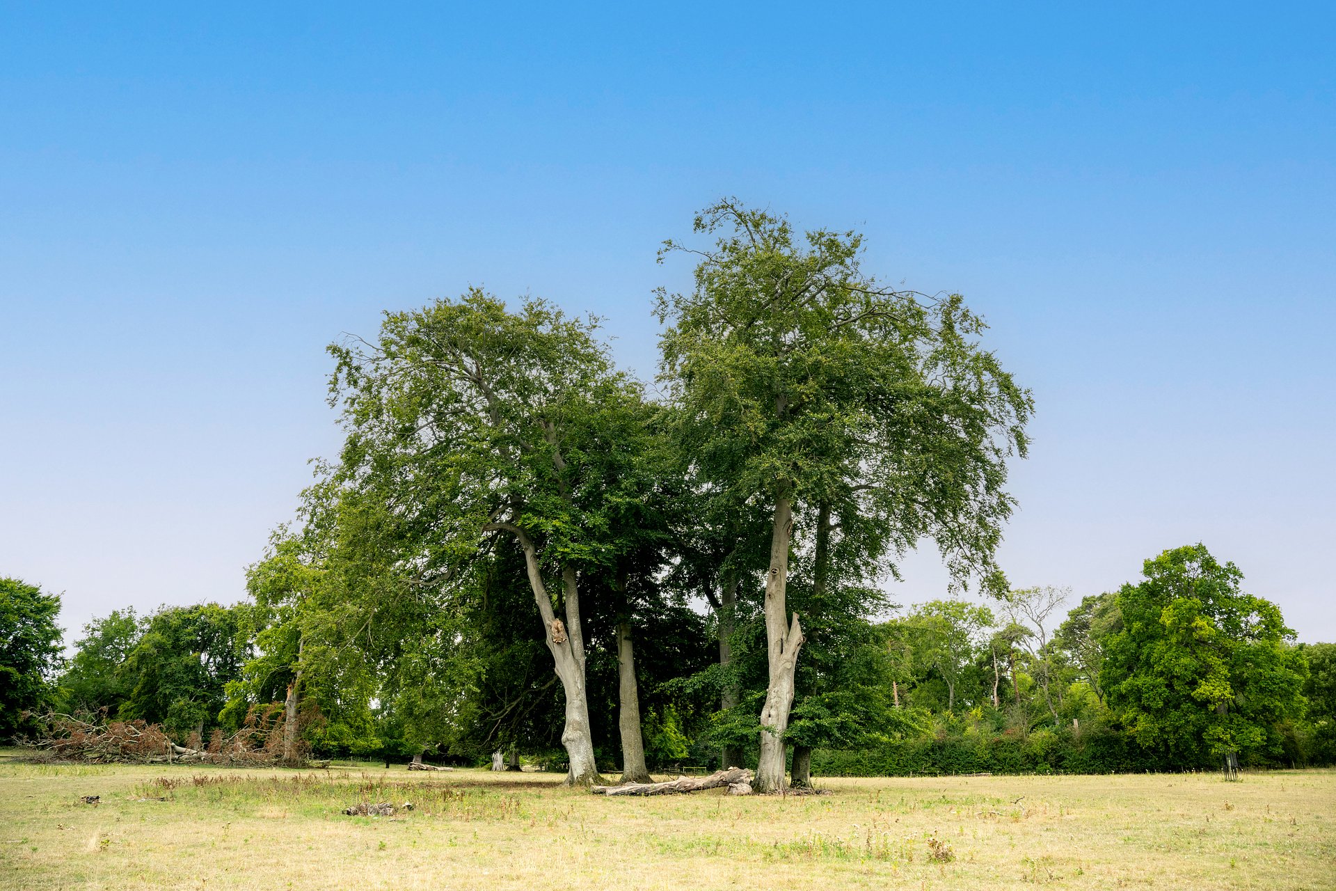 Description of image
