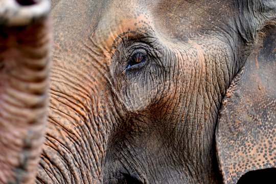 Connect with elephants at an ethical jungle sanctuary
