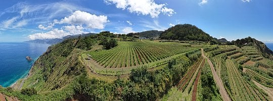 Visita às Vinhas do Tico com prova de vinhos da Madeira e degustação