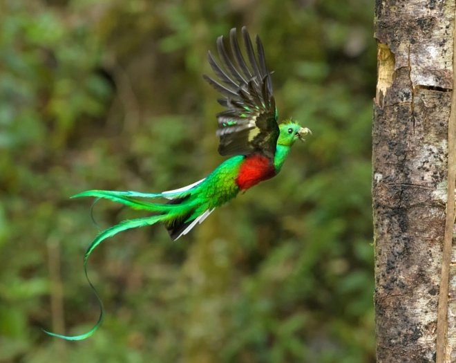 Monteverde's Cloud Forest 