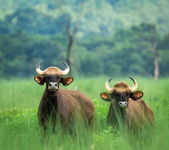 Jungle Safari Full Day Extension