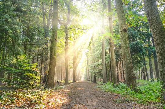 Forest Hike