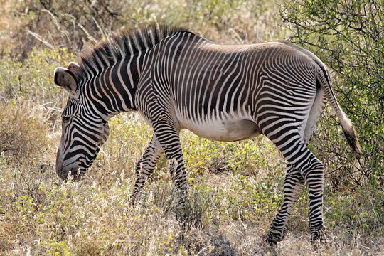 See the Samburu 5, rare endemic animals found only in the north