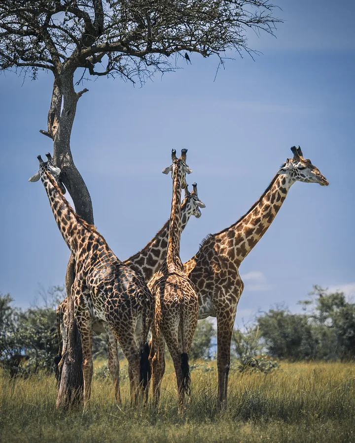 iStock2223662323