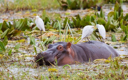 Meet the most dangerous animals in Africa -up close 