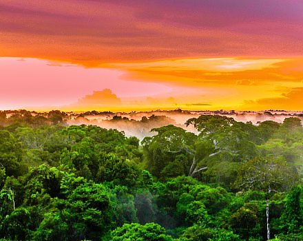 Amazon Rainforest