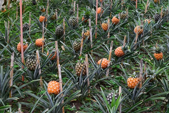 Taste the sweetest pineapple at a local plantation