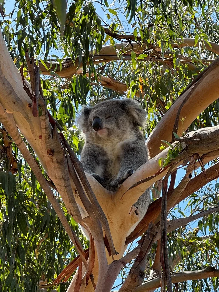 koala