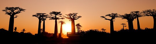 The Magic of Madagascar 
