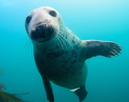 Marine Wildlife