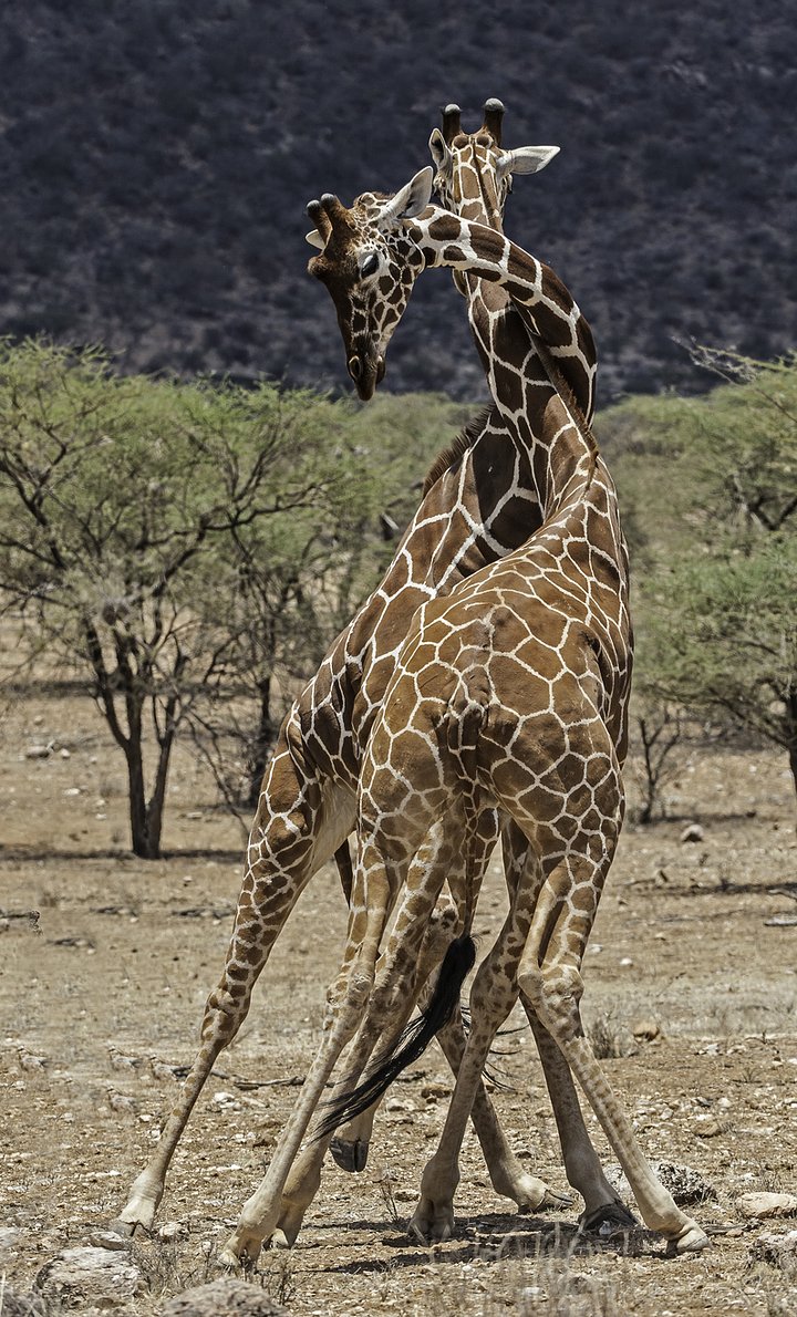 iStock1439347886