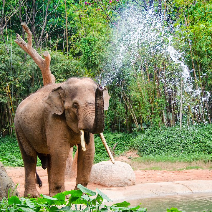 Thai elephant spraying water in joy