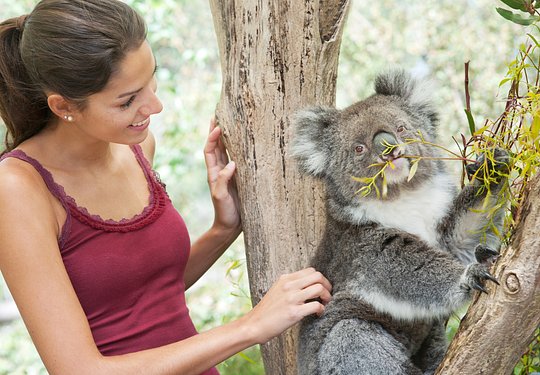 Feed a koala at the Featherdale Wildlife Park