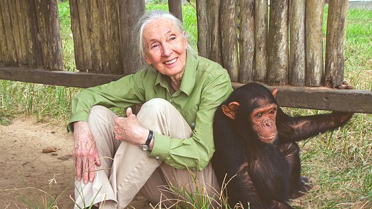 In the Footsteps of Jane Goodall