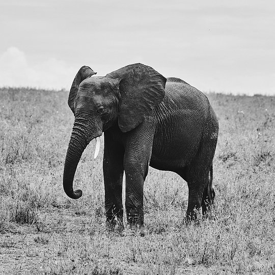 Iconic Wildlife & Dramatic Landscapes