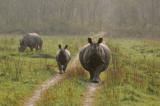 Cruise around Chitwan National Park in a 4x4 Jeep, spotting unique wildlife